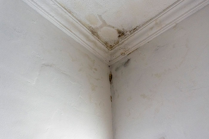 mold