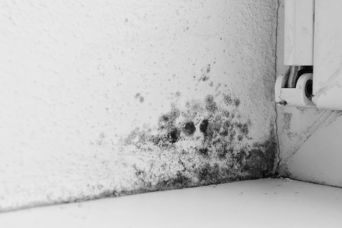 mold